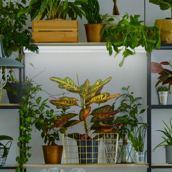 Лампа светодиодная для растений ЭРА G13 9W 1200K прозрачная Fito-9W-Ra90-Т8-G13-NL Б0042988